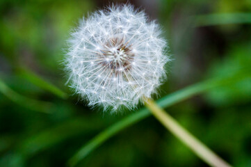 close-up, blooming, dandelion, tidbit, flower