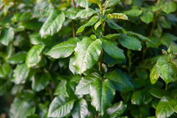 Dark green rose leaves with water drops.