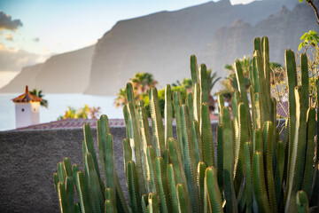 cacti at sunset Tenerife Canary islands
