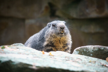 Marmot lying on rock facing the viewer. small rodent from the Alps. Mammal animal