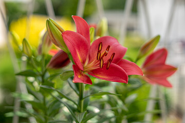 Rote Lilie