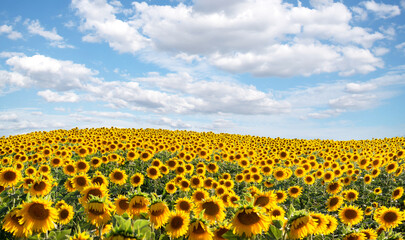 Landscape of a field full of sunflowers with a sky full of clouds. Nice wallpaper of a sunflower plantation