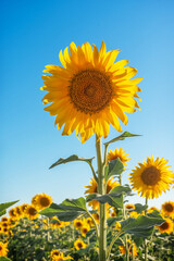 Obraz premium Close-up vertical shot of a beautiful yellow sunflower in a plantation. Harvesting sunflower seeds and sunflower oil