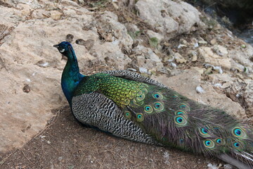 Naklejka premium portrait of a peacock