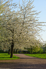 Cherry blossoms in the park in Berlin. In spring, the cherry trees bloom
