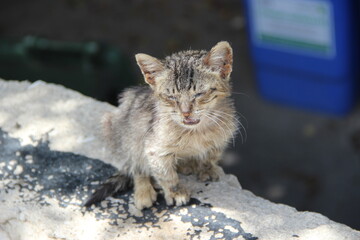 abandoned little cat on the fence - Israel