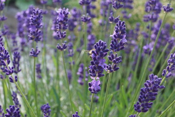 Naklejka premium Pflanzen,Blumen Flieder ,Lavendel und Schmetterlinge
