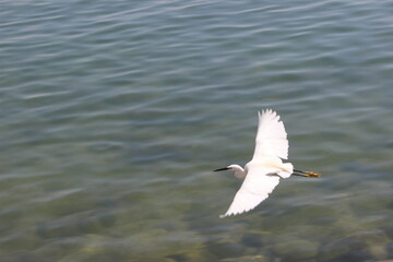 seagull in flight