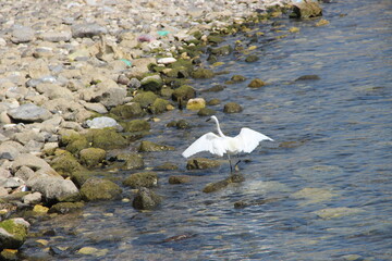 white heron in flight