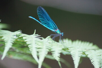 Pflanzen,Blumen Flieder ,Lavendel und Schmetterlinge