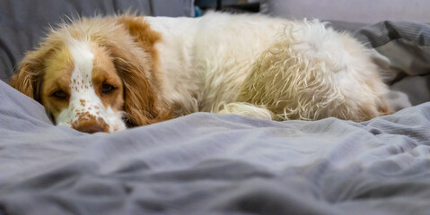 Wet cocker spaniel on the bed