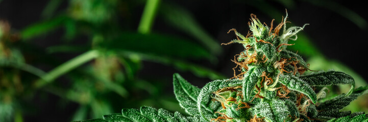 Cannabis plants in bloom panorama with white and yellow flowers, with trichomes. Cultivating...