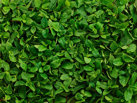 Peppermint