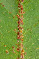 Parasites on plants close-up of macro insects Diaspididae