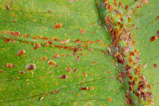 Scale Insect Drawing Imágenes de