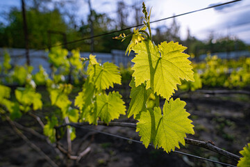 Obraz premium Vineyard with young grape leaves