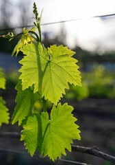 Green leaves of young grapes in the vineyard