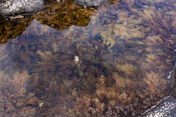 Seaweeds between rocks in ocean water. Natural background.