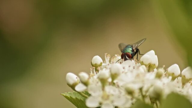 Green Fly Sitting On Top Of Firethorn Flower Plants Against Bokeh Backdrop. Selective Focus Shot