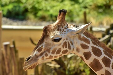 portrait of a giraffe