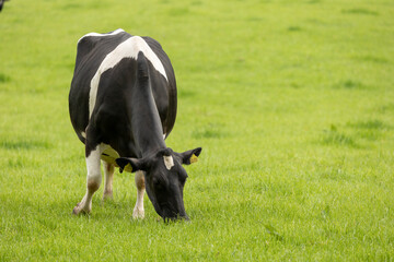 black and white cow grazing on fresh summer green grass