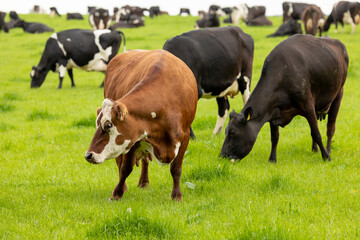 A small herd of cattle in a green field grazing on the fresh green grass