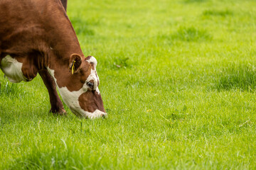 portrait head shot  of brown and white cow grazing on fresh summer green grass