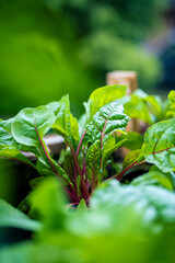Fototapeta na wymiar Red Chard plant with fresh green leaves. High quality photo