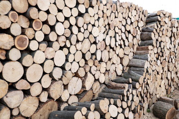 Cross section of the timber, firewood stack for the background.
