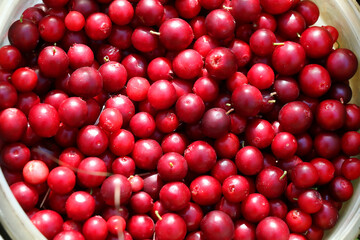 Fresh red wild lingonberries in a bucket close-up
