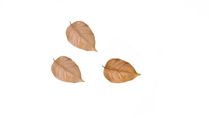 Dry leaves.