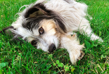 Naklejka na ściany i meble Sad dog lies on the green grass