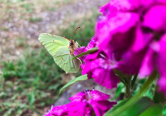 Butterfly on a pink flower close-up