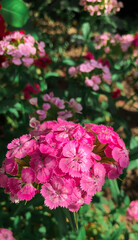 Pink small flowers in the garden close-up