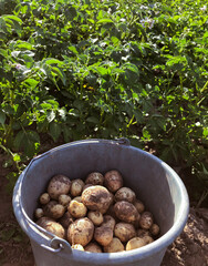 Harvest potatoes in a bucket. just harvested in the field young potatoes