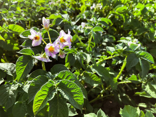 Obraz na płótnie Canvas potato blossom in the field