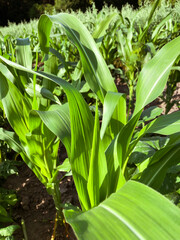 corn leaves in a field against the sky