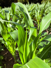 Obraz premium corn leaves in a field against the sky