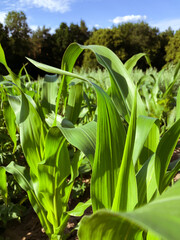 corn leaves in a field against the sky