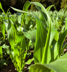 corn leaves in a field against the sky