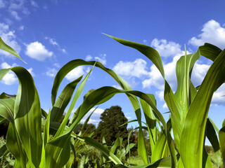 corn leaves in a field against the sky