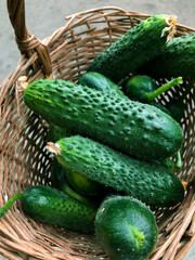 Cucumber harvest in a basket