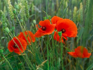 bright red poppy flowers on the background of green grass in the field