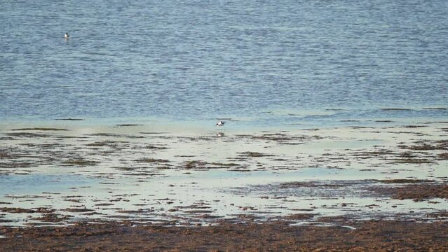 aquatic bird eating in a lagoon