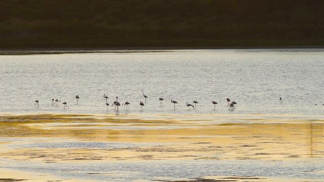 flamingos eating in a lagoon    