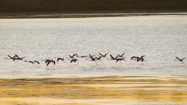 flamingos taking flight in a lagoon