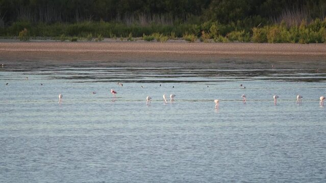 flamingos eating in a lagoon    