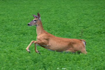 A female deer is in the field this Summer day.  Doe eating plants along the side of the field in Windsor in Upstate NY.  
