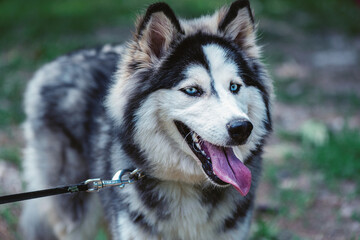 Beautiful Siberian husky dog in a  natural park, close up