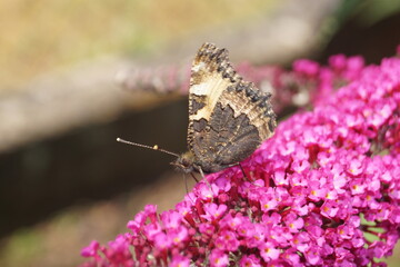 Schmetterlinge in verschiedenen Farben auf einem flieder strauch